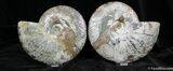 Huge Inch Split Ammonite Pair #1294-2